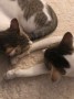 Snowo,Luna 4_IMG_5880
